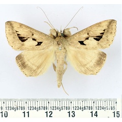 /filer/webapps/moths/media/images/E/emiplaneta_Parachalciope_AM_BMNH.jpg