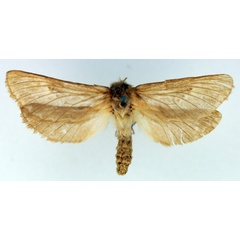/filer/webapps/moths/media/images/N/nomaqua_Eudalaca_AF_TMSA.jpg