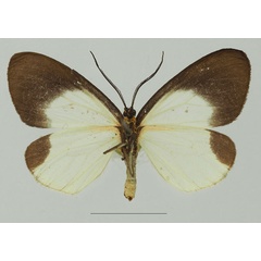 /filer/webapps/moths/media/images/D/doleris_Terina_AF_Basquin_02b.jpg
