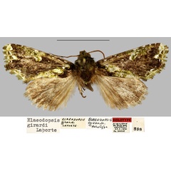 /filer/webapps/moths/media/images/G/girardi_Elaeodopsis_HT_MNHN.jpg