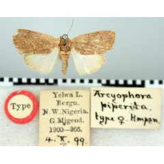 /filer/webapps/moths/media/images/P/piperita_Arcyophora_HT_BMNH.jpg