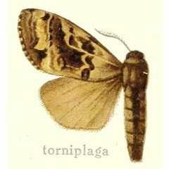 /filer/webapps/moths/media/images/T/torniplaga_Dasychira_HT_Hering_27a.jpg
