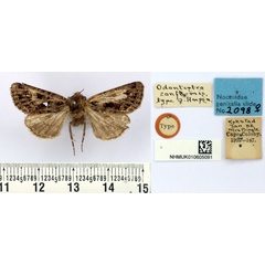 /filer/webapps/moths/media/images/C/conformis_Odontestra_HT_BMNH.jpg