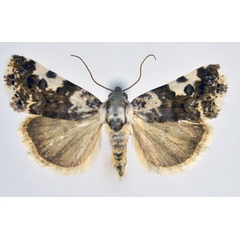 /filer/webapps/moths/media/images/S/simo_Acontia_A_NHMO.jpg