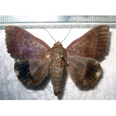 /filer/webapps/moths/media/images/V/violaceofascia_Achaea_A_Bippus.jpg