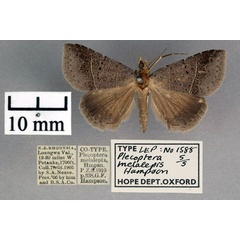 /filer/webapps/moths/media/images/M/melalepis_Plecoptera_STM_OUMNH_01.jpg
