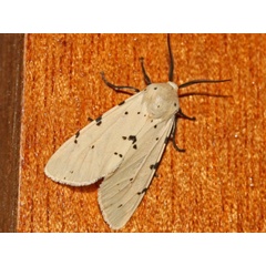 /filer/webapps/moths/media/images/S/sublutea_Eyralpenus_A_Roland.jpg