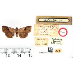 /filer/webapps/moths/media/images/G/goleta_Antiblemma_HT_BMNH.jpg