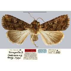 /filer/webapps/moths/media/images/M/madecassa_Dicerogastra_AT_MNHN.jpg