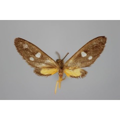 /filer/webapps/moths/media/images/O/obliquipuncta_Toulgoetinaclia_HT_BMNH.jpg