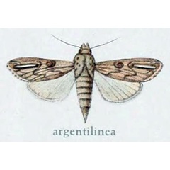 /filer/webapps/moths/media/images/A/argentilinea_Empusada_HT_Gaede_7e.jpg
