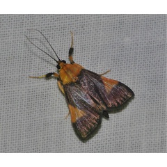 /filer/webapps/moths/media/images/C/conigeralis_Ulopeza_A_Jorpeland.jpg