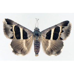 /filer/webapps/moths/media/images/E/exclusiva_Grammodes_AM_TMSA_02.jpg