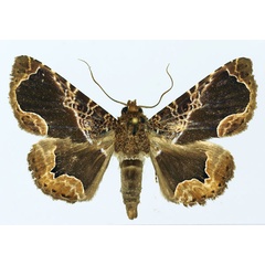 /filer/webapps/moths/media/images/O/opulenta_Calligraphidia_AM_Basquin.jpg