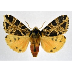 /filer/webapps/moths/media/images/C/costimacula_Kiriakoffalia_AM_NHMO.jpg