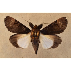 /filer/webapps/moths/media/images/B/bipunctata_Audea_A_Butler.jpg