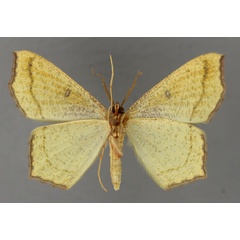 /filer/webapps/moths/media/images/V/viridipennaria_Traminda_A_ZSM_02.jpg
