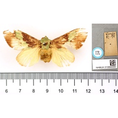 /filer/webapps/moths/media/images/R/rudis_Nyssia_STF_BMNH.jpg