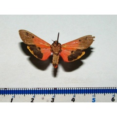 /filer/webapps/moths/media/images/S/senegalensis_Teracotona_AM_Goffb.jpg