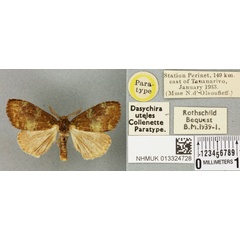 /filer/webapps/moths/media/images/U/uteles_Dasychira_PTM_BMNH_01a.jpg