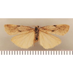 /filer/webapps/moths/media/images/C/cinerea_Pasteosia_PTM_TMSA.jpg