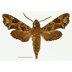 /filer/webapps/moths/media/images/T/trapezoidea_Temnora_AM_Basquin_03a.jpg
