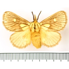 /filer/webapps/moths/media/images/F/flavimacula_Cosuma_AM_BMNH.jpg