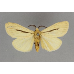 /filer/webapps/moths/media/images/U/unistriga_Epilacydes_AM_BMNH.jpg