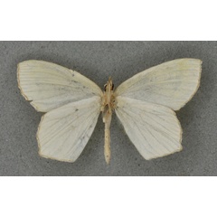 /filer/webapps/moths/media/images/L/leucocephala_Doloma_PTM_BMNHb.jpg