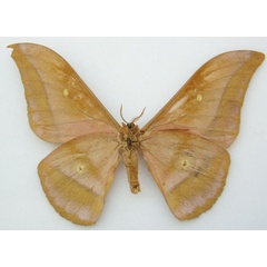 /filer/webapps/moths/media/images/X/xanthomma_Imbrasia_STM_NHMUKb.jpg
