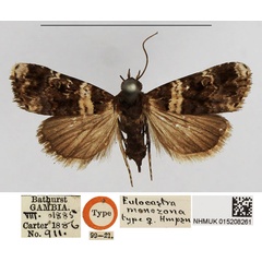 /filer/webapps/moths/media/images/M/monozona_Eulocastra_HT_NHMUK.jpg