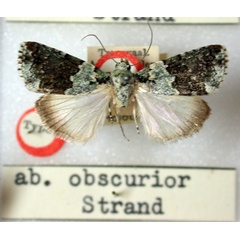 /filer/webapps/moths/media/images/O/obscurior_Blenina_HT_BMNH.jpg
