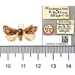 /filer/webapps/moths/media/images/P/perseis_Thosea_HT_BMNH.jpg