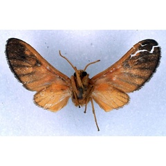 /filer/webapps/moths/media/images/C/conradti_Rhipidarctia_HT_BMNH_02.jpg