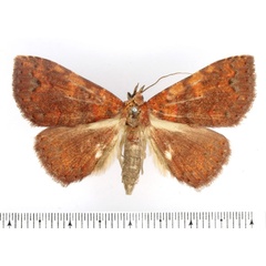 /filer/webapps/moths/media/images/S/sejuncta_Phlogochroa_AF_BMNH.jpg