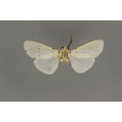 /filer/webapps/moths/media/images/M/microsticta_Alpenus_HT_BMNH.jpg