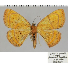 /filer/webapps/moths/media/images/M/maculata_Oaracta_AF_ZSM_02.jpg