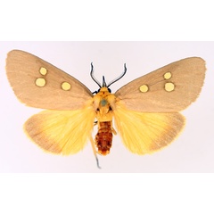 /filer/webapps/moths/media/images/R/ridens_Rhanidophora_AM_TMSA_02.jpg