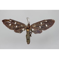 /filer/webapps/moths/media/images/N/nostalis_Amata_PT_BMNH.jpg