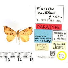 /filer/webapps/moths/media/images/V/vuattouxi_Marcipa_PTF_BMNH.jpg