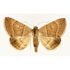 /filer/webapps/moths/media/images/D/deprivata_Plecopterodes_AM_TMSA.jpg