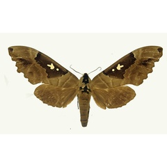/filer/webapps/moths/media/images/C/congoicum_Lophostethus_AF_Basquin.jpg
