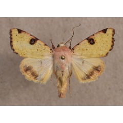/filer/webapps/moths/media/images/F/flavigera_Heliothis_A_Butler.jpg