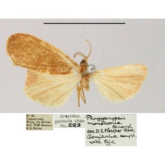 /filer/webapps/moths/media/images/M/monotonia_Hyleilema_AM_BMNH.jpg