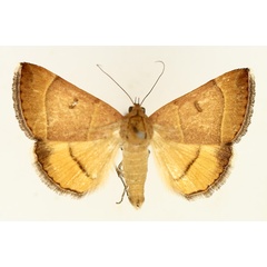 /filer/webapps/moths/media/images/L/lutosa_Plecopterodes_AM_TMSA_01.jpg