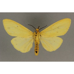 /filer/webapps/moths/media/images/F/flava_Saenura_AF_BMNH.jpg