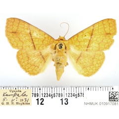 /filer/webapps/moths/media/images/A/aurata_Xanthodesma_AF_BMNH.jpg