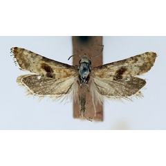 /filer/webapps/moths/media/images/U/umbraculata_Eugnosta_AF_ISEA.jpg