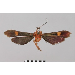 /filer/webapps/moths/media/images/F/flavimacula_Conopsia_HT_BMNH.jpg