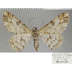 /filer/webapps/moths/media/images/R/rostella_Cleora_AF_ZSM.jpg